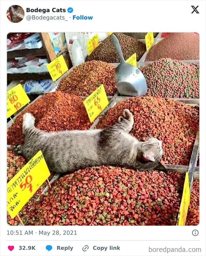 50 Best Ever Pics Of Cats Ruling Over Small Shops They Call Home