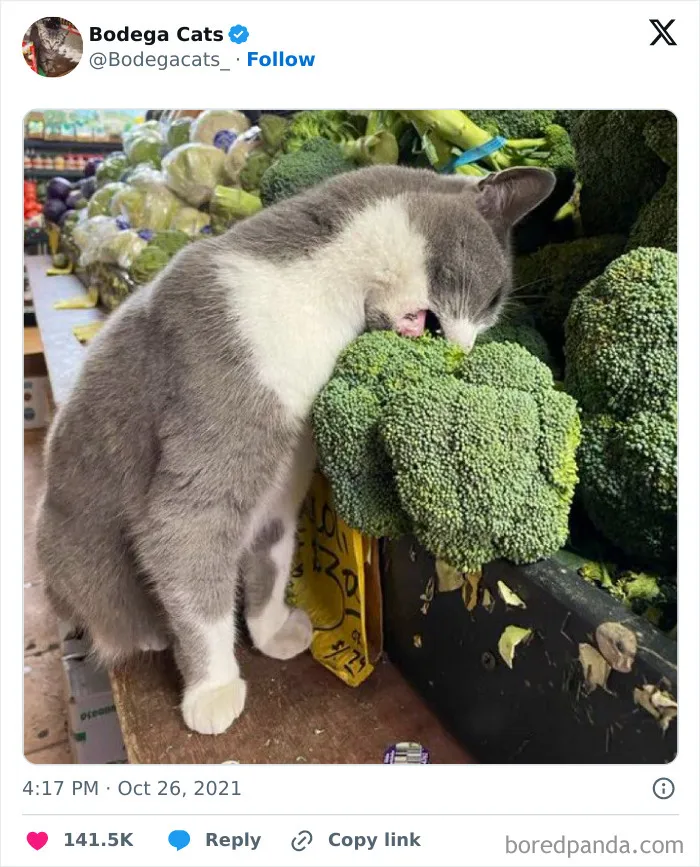50 Best Ever Pics Of Cats Ruling Over Small Shops They Call Home