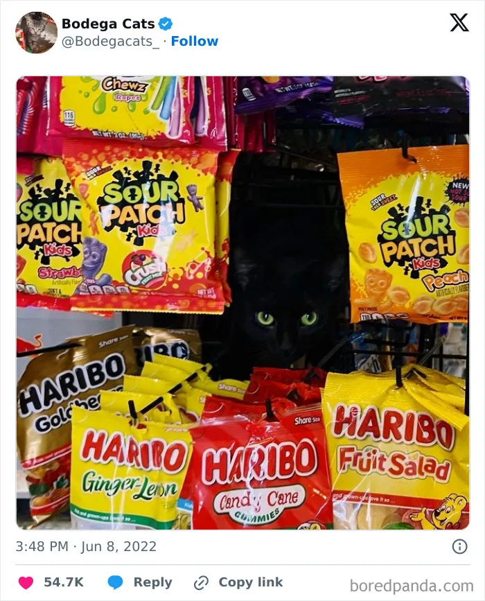 50 Best Ever Pics Of Cats Ruling Over Small Shops They Call Home