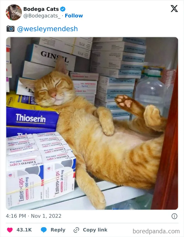50 Best Ever Pics Of Cats Ruling Over Small Shops They Call Home