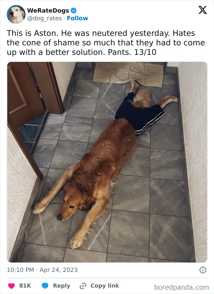 50 Hilariously Wholesome Dog Memes To Brighten Up Your Day