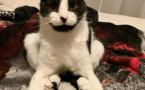 50 Times People Captured Their Cats Losing Their Single Brain Cell (Best Pics)