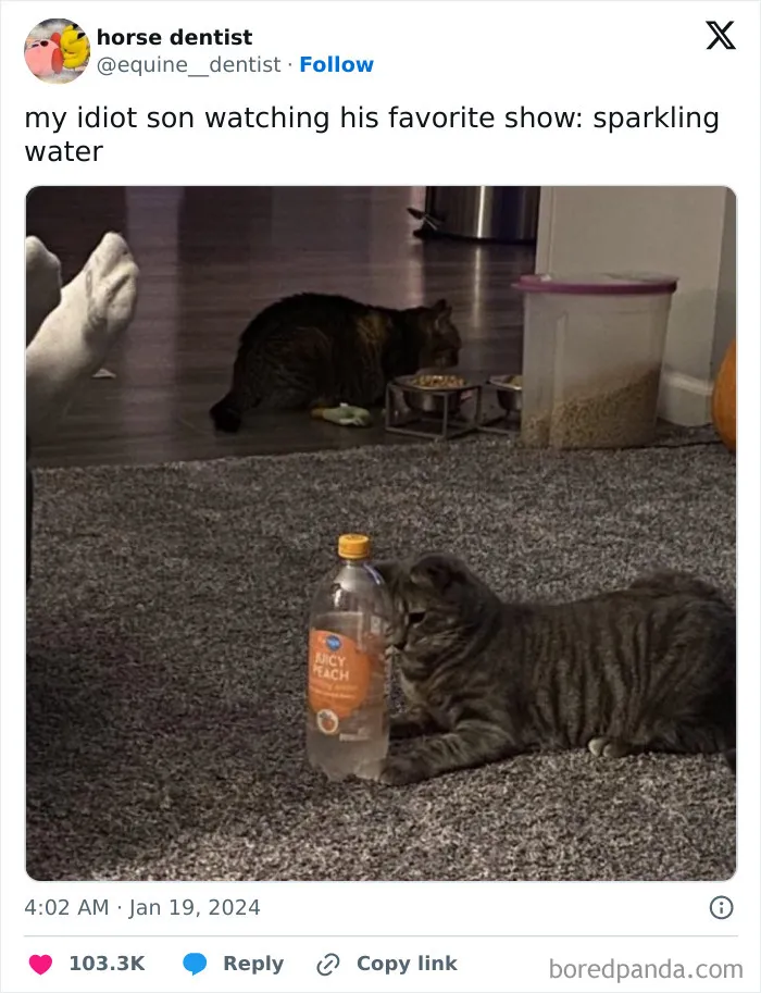 This Facebook Group Shares Top-Quality Cat Memes, And Here Are The 50 Best Ones (New Pics)