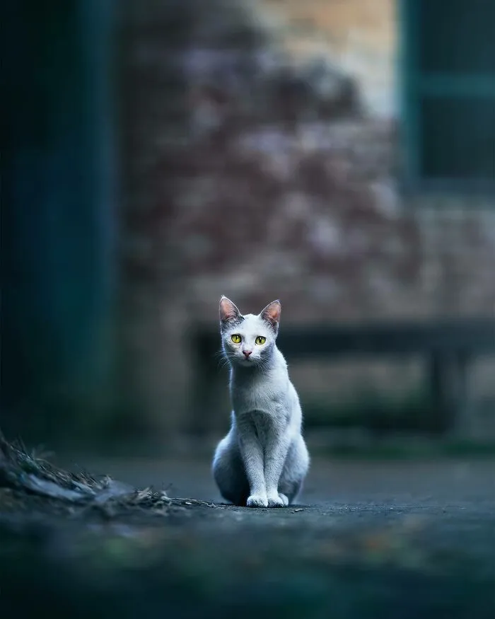 I Photograph Animals That Adapted To Living In Cities, Here Are 24 Photos From My Travels