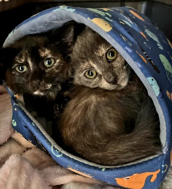 2 Of The Kitkats (Licorice & Skittle)