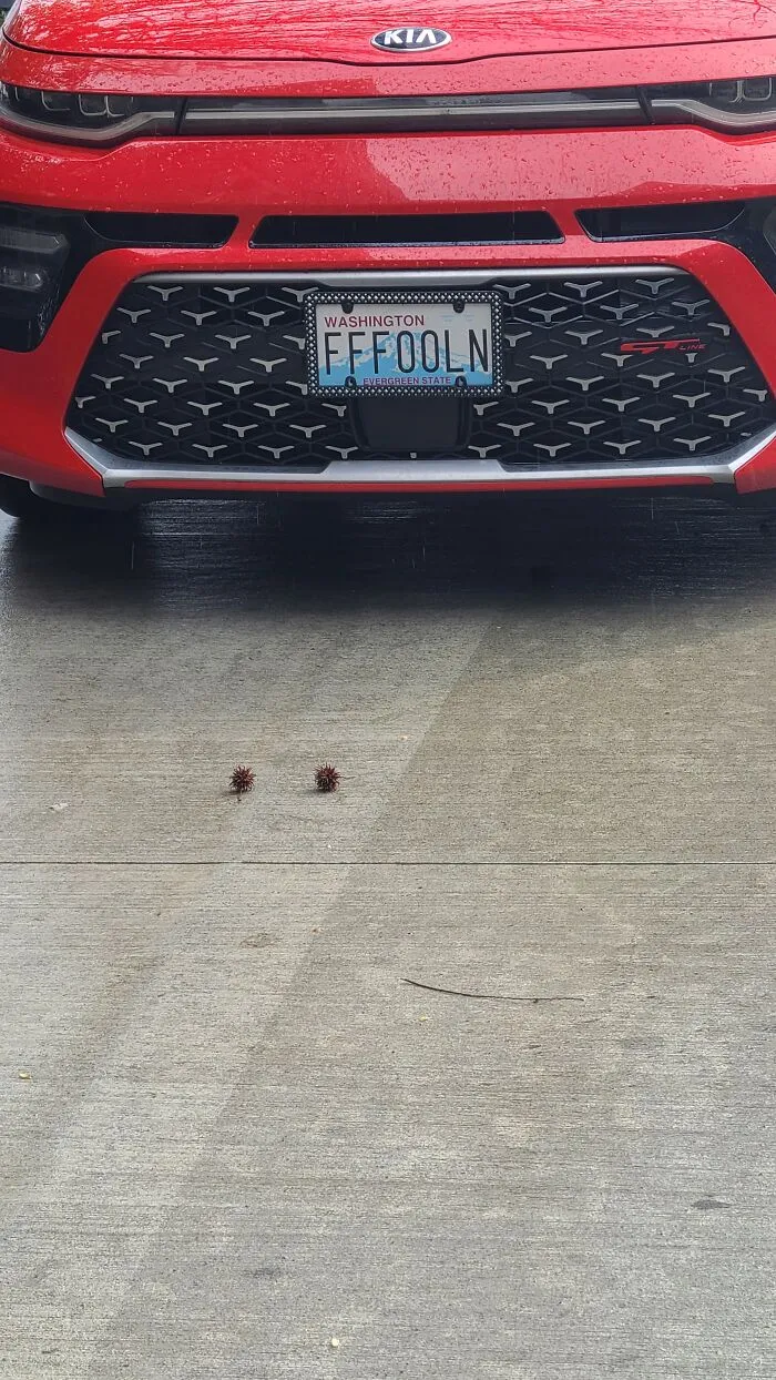 Def Leppard Fan
