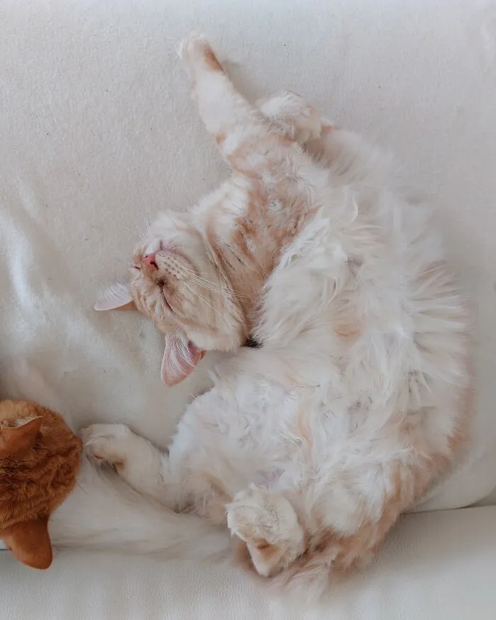Monster Dreaming Away