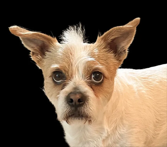 The Mohawk