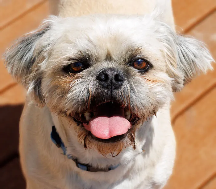 Tongue Out Tuesday