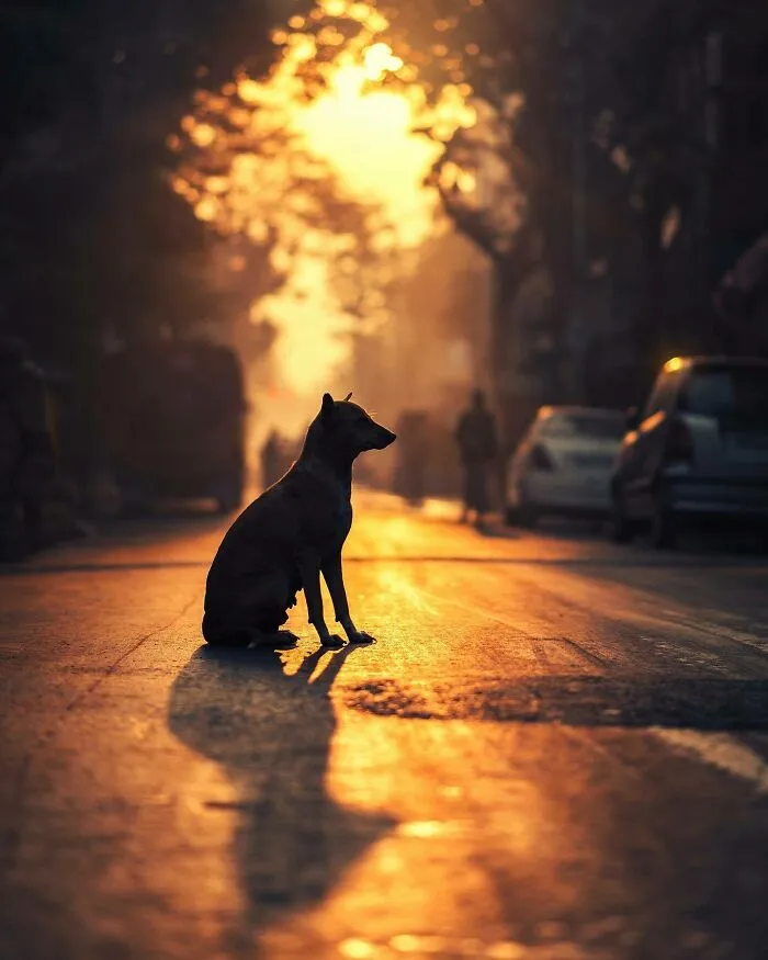 I Photograph Animals That Adapted To Living In Cities, Here Are 24 Photos From My Travels