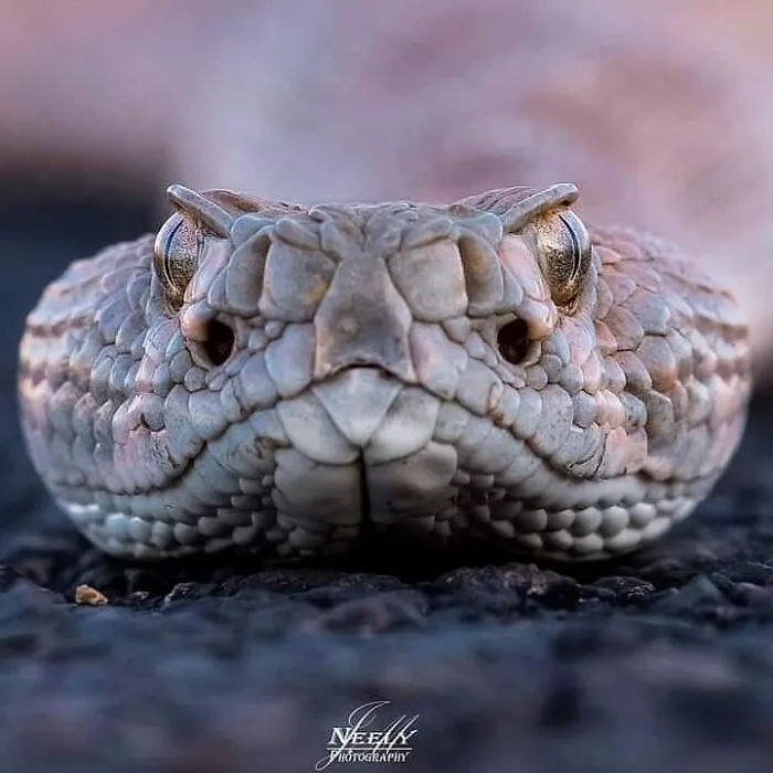 This Photographer Captured 50 Unforgettable Moments Featuring Wildlife