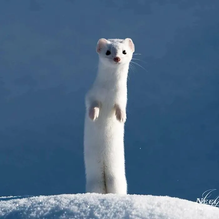 This Photographer Captured 50 Unforgettable Moments Featuring Wildlife