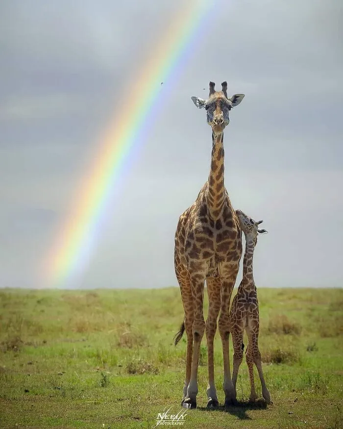 This Photographer Captured 50 Unforgettable Moments Featuring Wildlife