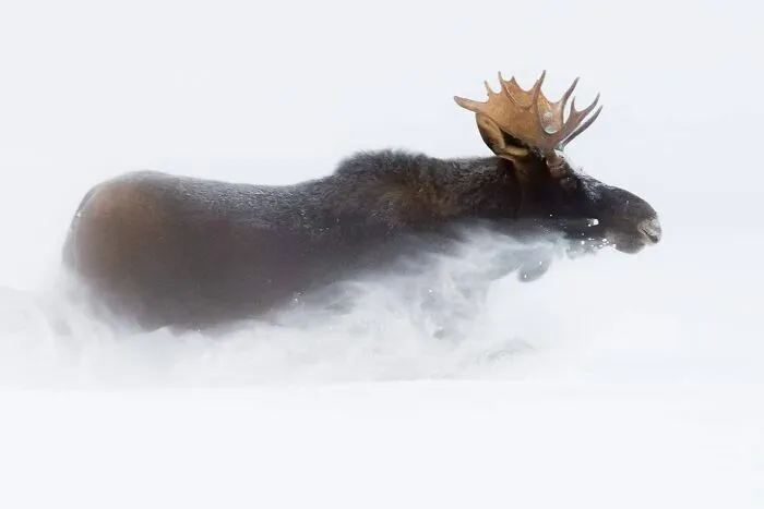 This Photographer Captured 50 Unforgettable Moments Featuring Wildlife