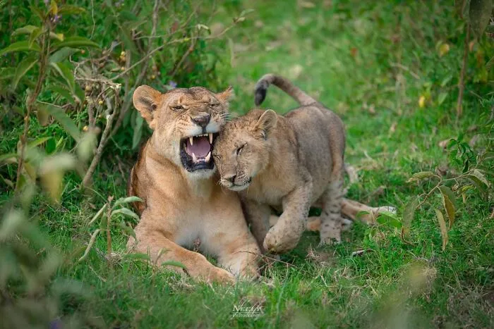 This Photographer Captured 50 Unforgettable Moments Featuring Wildlife