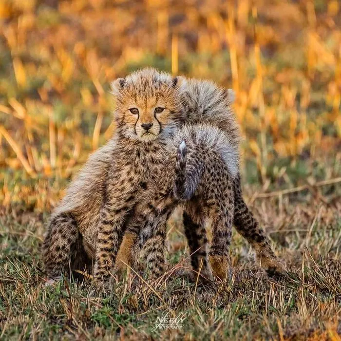 This Photographer Captured 50 Unforgettable Moments Featuring Wildlife