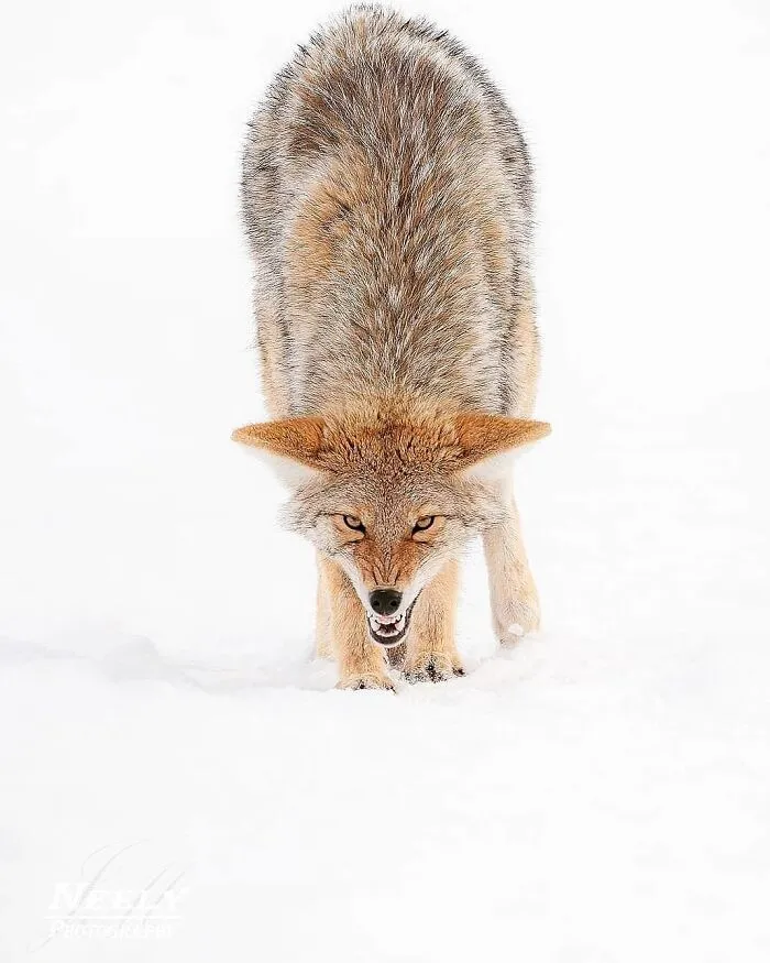 This Photographer Captured 50 Unforgettable Moments Featuring Wildlife