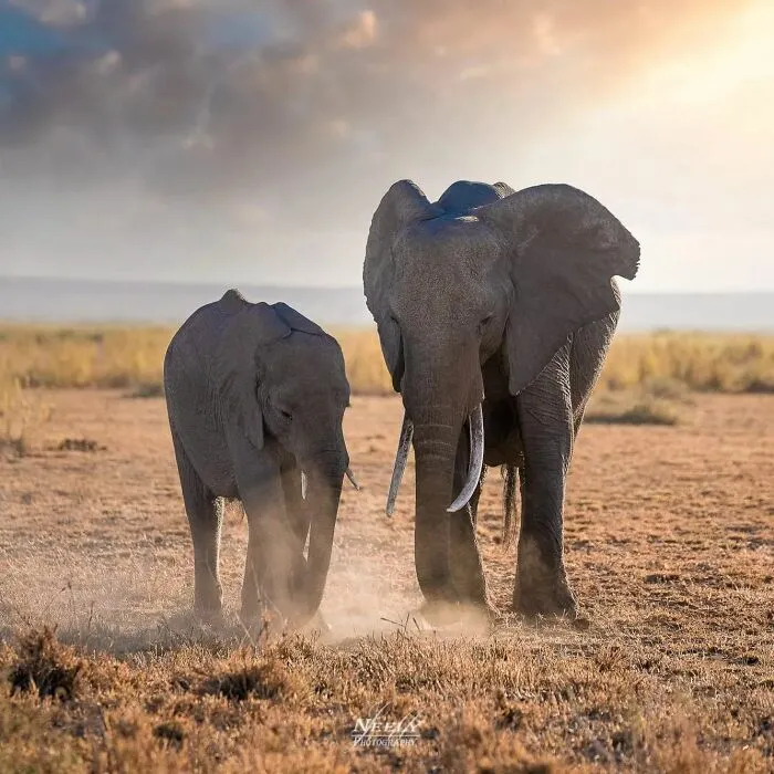 This Photographer Captured 50 Unforgettable Moments Featuring Wildlife