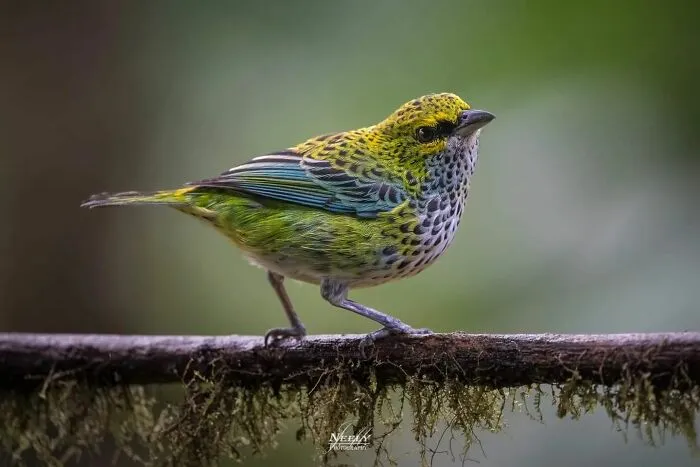 This Photographer Captured 50 Unforgettable Moments Featuring Wildlife