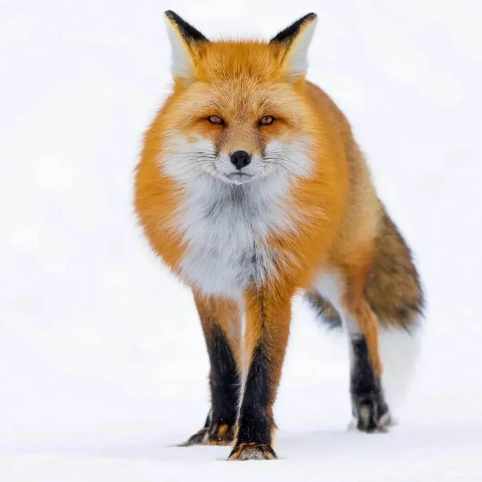 This Photographer Captured 50 Unforgettable Moments Featuring Wildlife