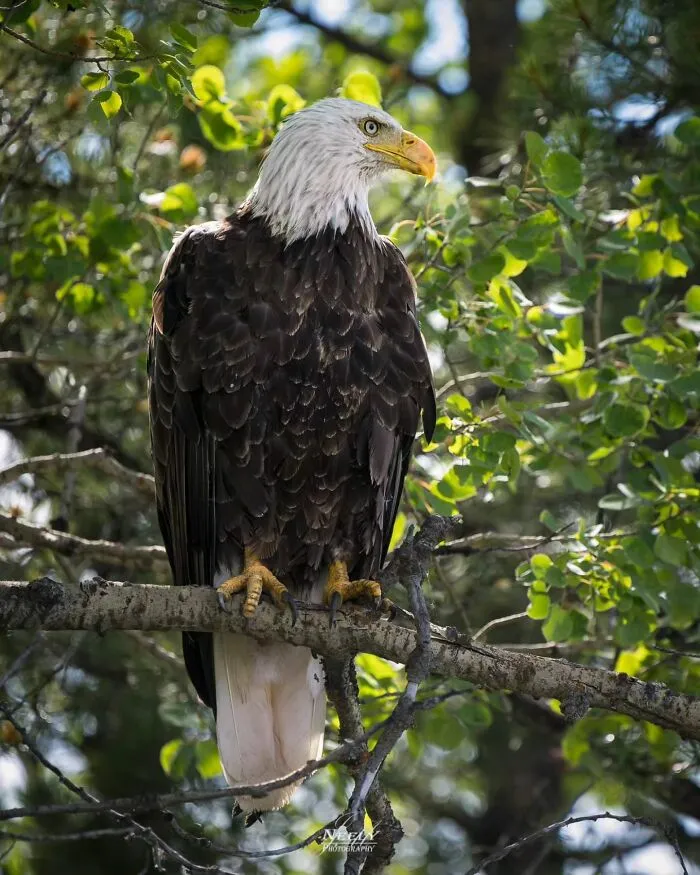 This Photographer Captured 50 Unforgettable Moments Featuring Wildlife