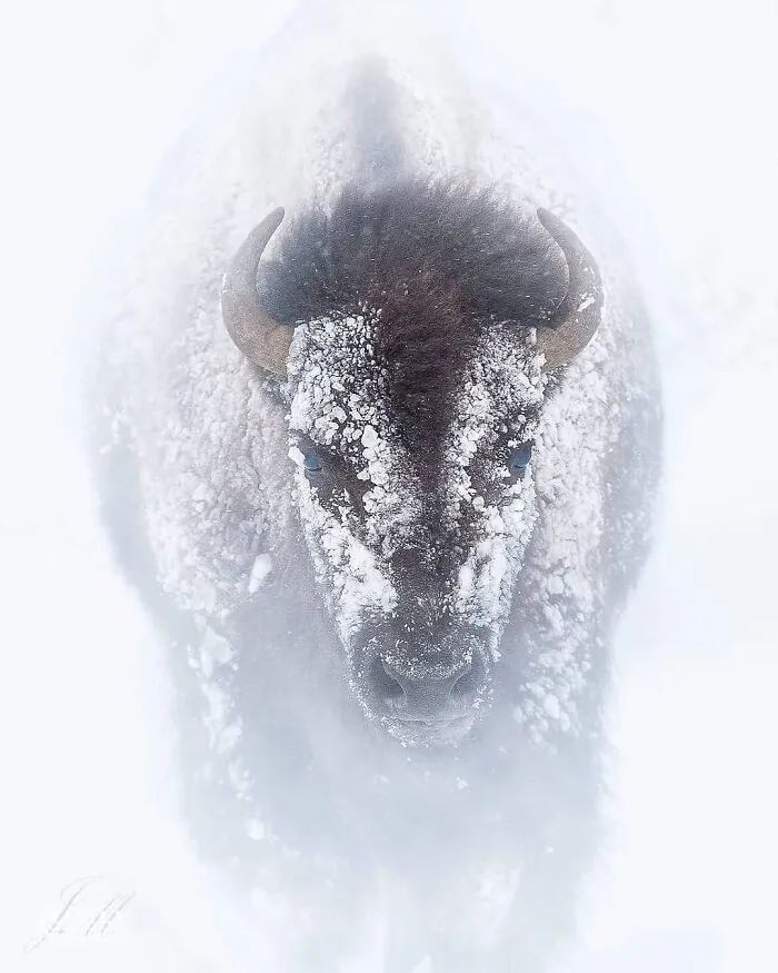 This Photographer Captured 50 Unforgettable Moments Featuring Wildlife