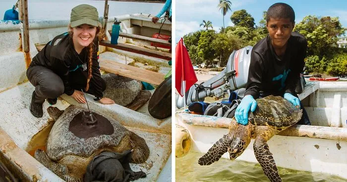 Turtle Tagging Is Making An Important Contribution To Protect Vulnerable Marine Species