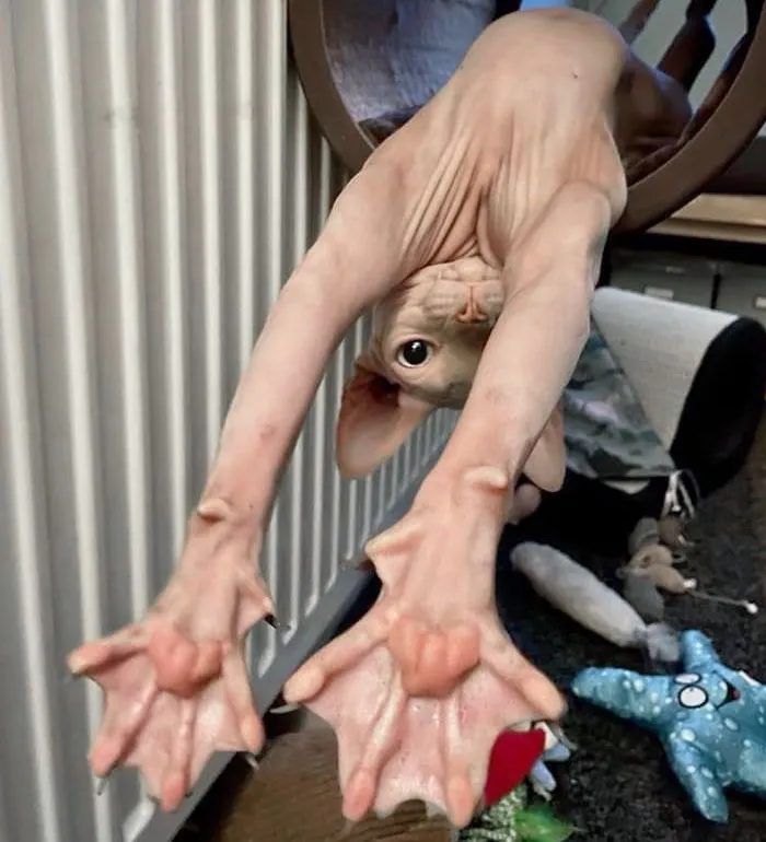 Spread Paws