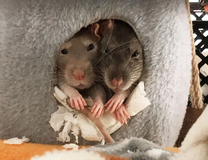 Their Little Paws