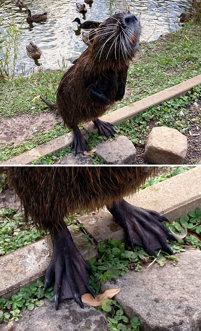 Nutria Standing On Its Back Feet