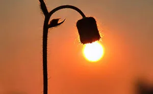 This Photographer Captures The Sun As An Integral Part Of His Photo Stories (17 New Pics)