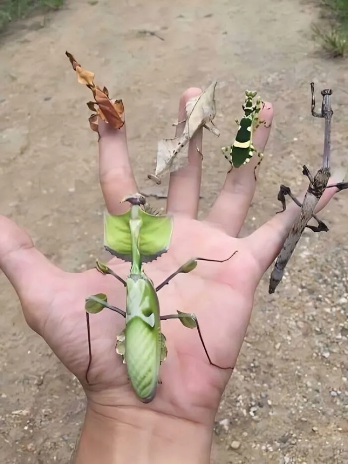 They Are Not Leaves