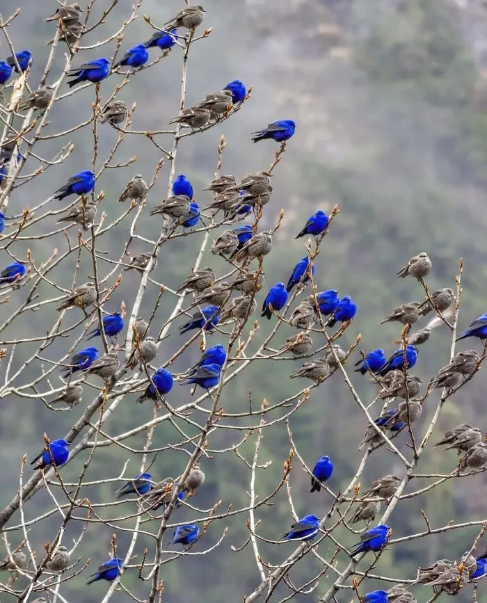 A Perfect Shot Of Blue And Grey Grandalas