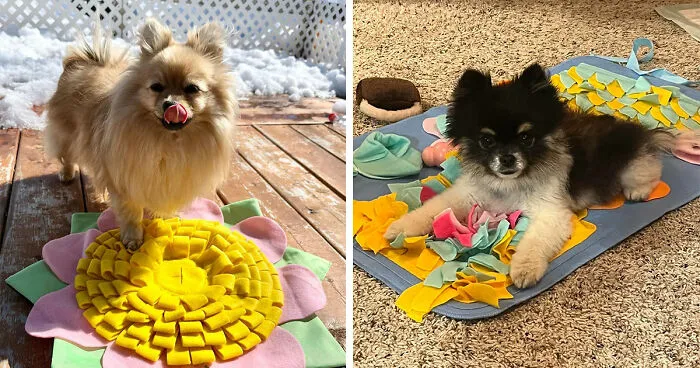 What Is a Snuffle Mat for Dogs: All Questions Answered