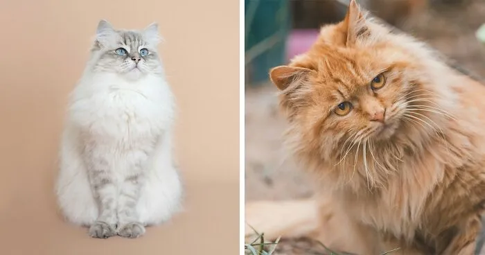 Why Is My Cat Shedding So Much? Causes Explained By a Vet