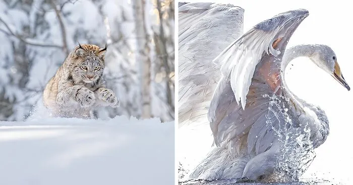 41 Winners Of The World Nature Photography Awards 2024
