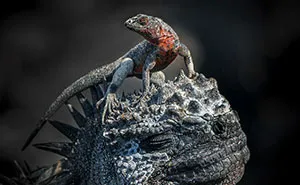 41 Winners Of The World Nature Photography Awards 2024