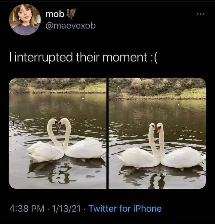 50 Animal And Nature Memes, As Shared By Members Of This Popular Facebook Group