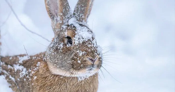 Photographer Captured 30 New Photos That Might Make You Feel Like You're Stepping Into The Wild