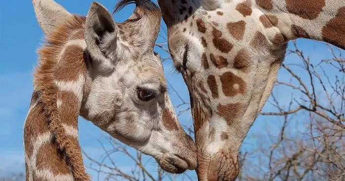 This Photographer Captured 50 Unforgettable Moments Featuring Wildlife