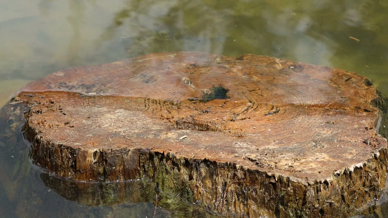 Meet The Newts! Breath Of Life - Emotional Joyful Piano