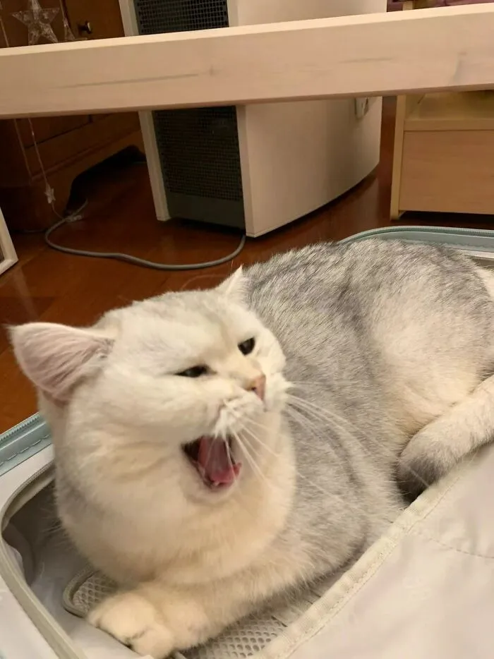 Posted This In A Different Post, But My Cat Trying To Stop Me From Leaving On Vacation: