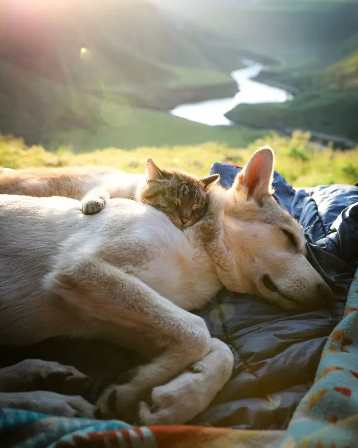 This Cat And Dog Are The Best Travel Buddies, And Their Pictures Are Adorable (21 Pics)