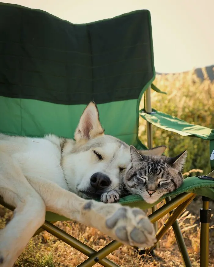 This Cat And Dog Are The Best Travel Buddies, And Their Pictures Are Adorable (21 Pics)