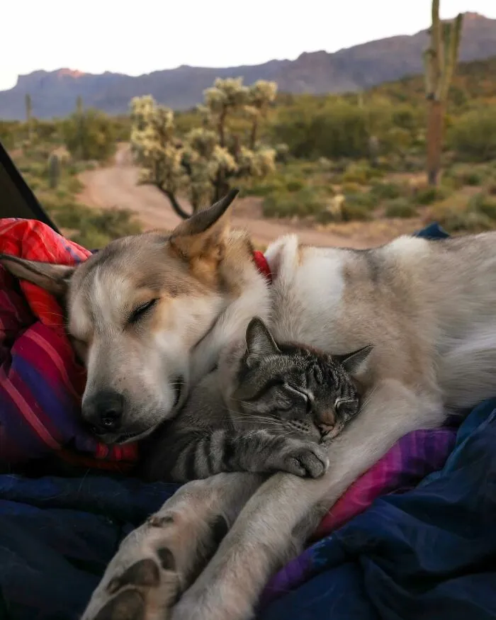 This Cat And Dog Are The Best Travel Buddies, And Their Pictures Are Adorable (21 Pics)