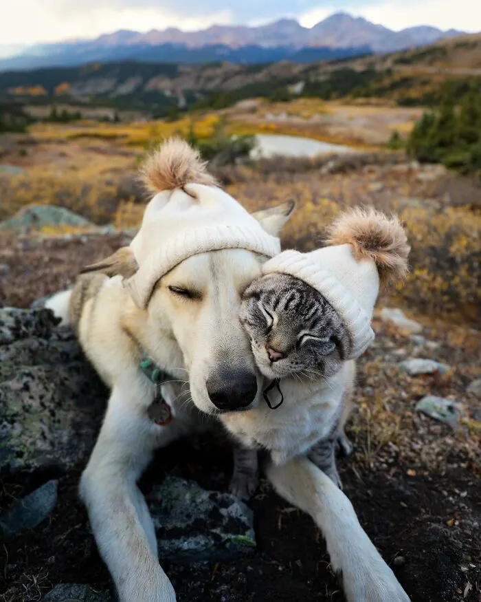 This Cat And Dog Are The Best Travel Buddies, And Their Pictures Are Adorable (21 Pics)
