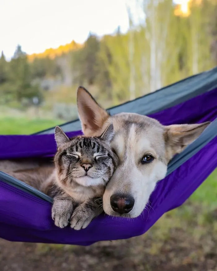 This Cat And Dog Are The Best Travel Buddies, And Their Pictures Are Adorable (21 Pics)
