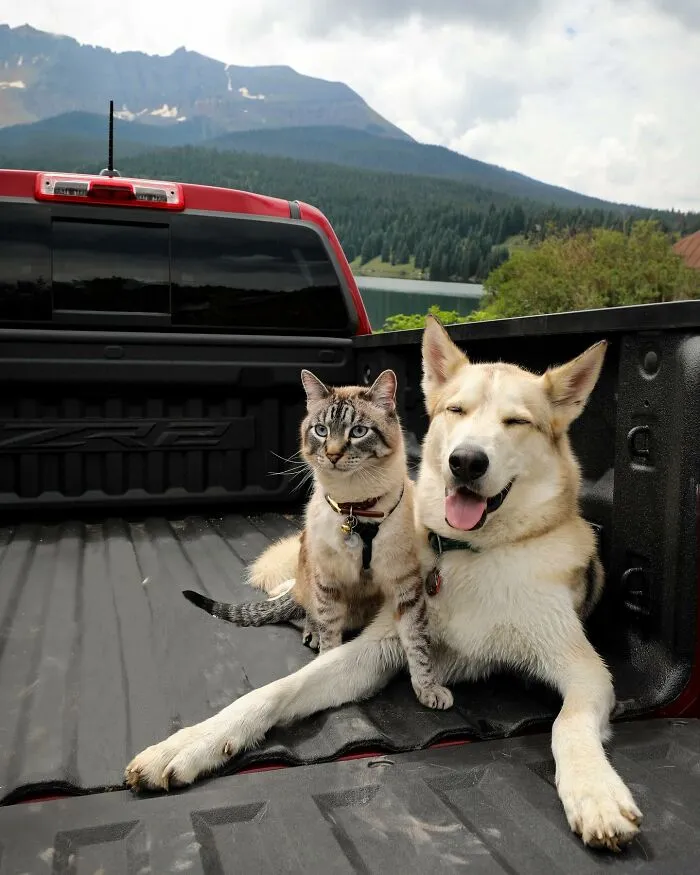 This Cat And Dog Are The Best Travel Buddies, And Their Pictures Are Adorable (21 Pics)