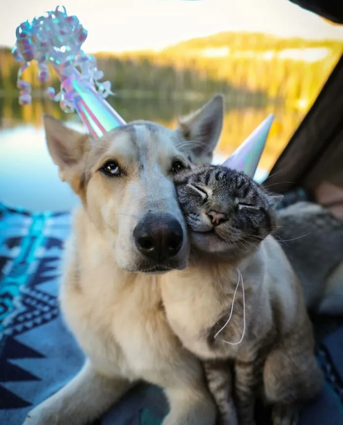 This Cat And Dog Are The Best Travel Buddies, And Their Pictures Are Adorable (21 Pics)