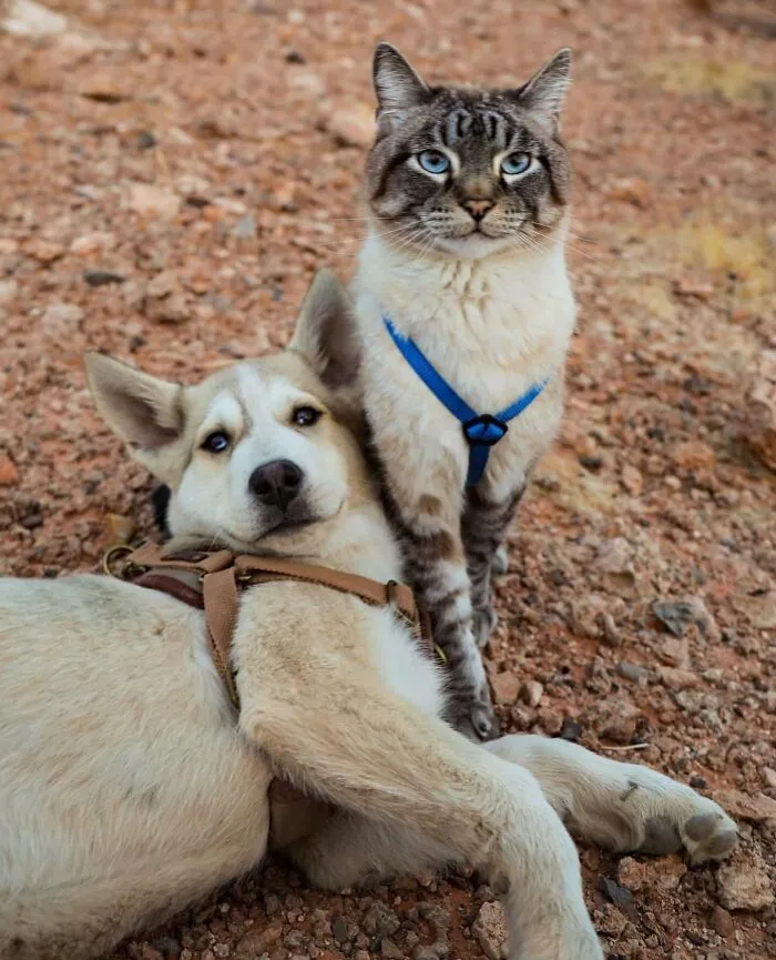 This Cat And Dog Are The Best Travel Buddies, And Their Pictures Are Adorable (21 Pics)